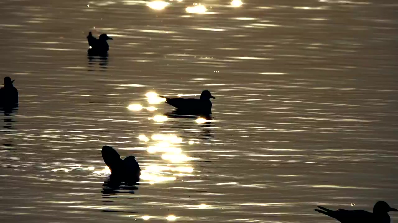 Silhouette of ducks in the water at dusk, water, lake, silhouette, underwater, duck, and ducks