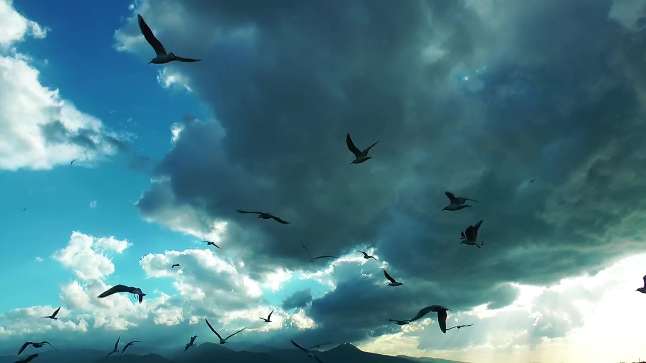 Silhouette of seagulls in the sky a cloudy day, nature, animal, cloud, silhouette, cloudy, bird, clouds, and birds