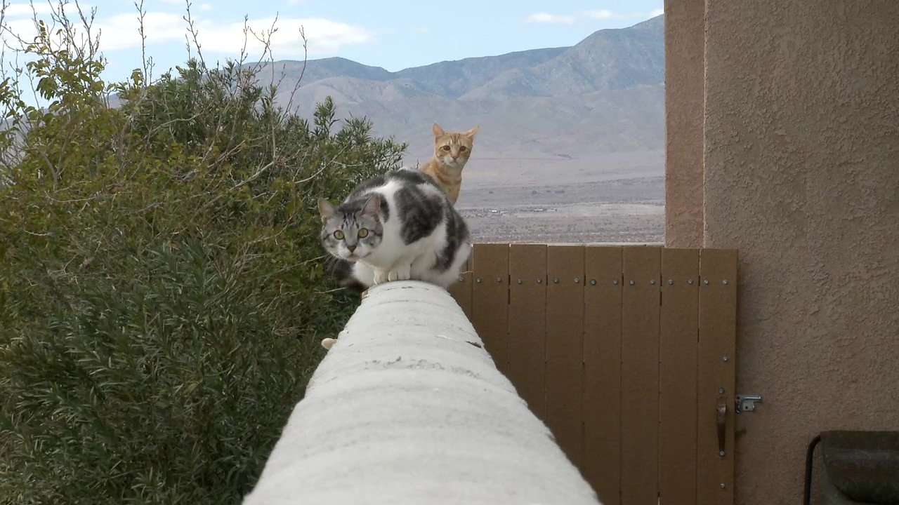 Silly cats standing on a balcony, desert, house, kitten, cats, pets, and watch cat