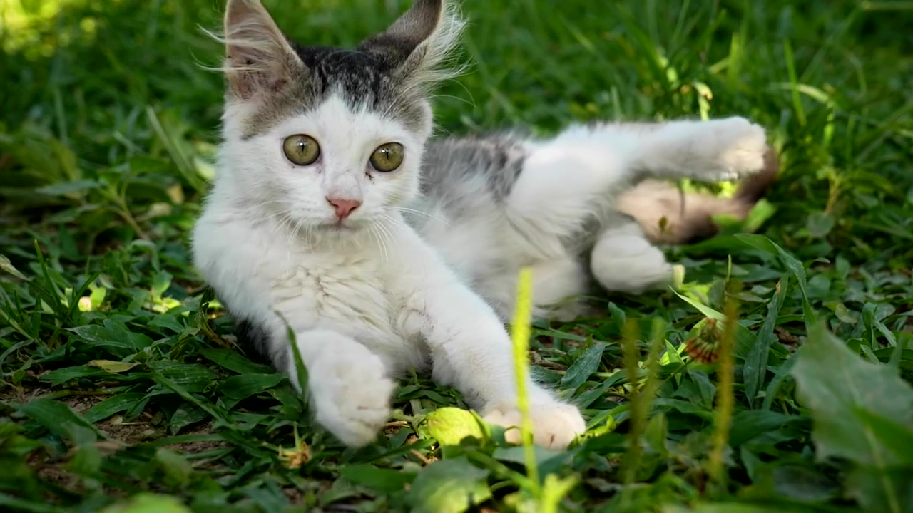 Silly kitten resting on the grass, animal, pet, cat, and silly cats
