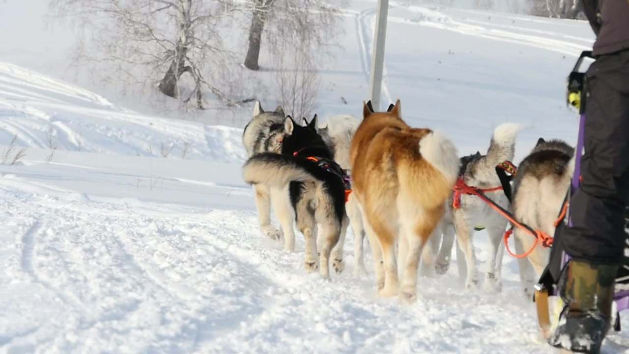 Sled dogs pulling in the snow, winter, snow, dog, dog owner, russia, and dogs