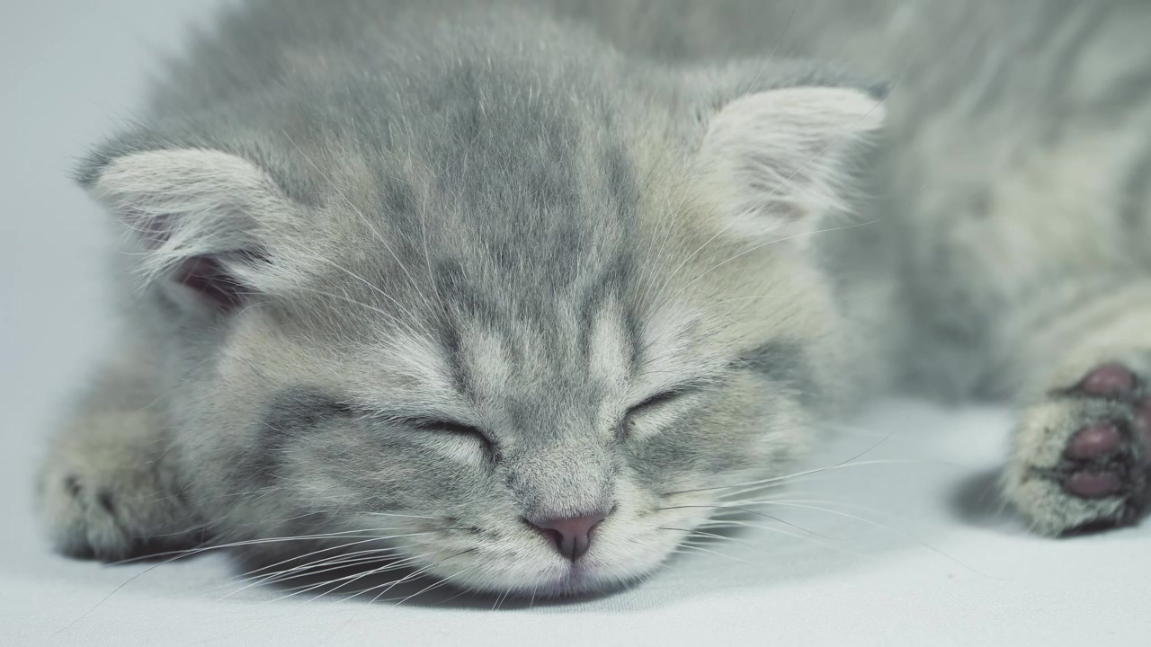 Sleepy grey kitten waking up from a nap, pet, cat, sleeping, and kitten