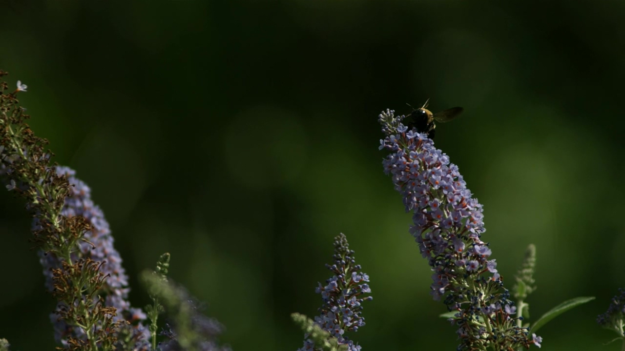 Slow motion bee flying off a flower, plant, bee, wings, and wasp