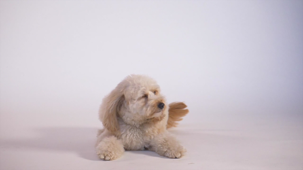 Slow motion view of a dog playing dog playing in a studio,dio