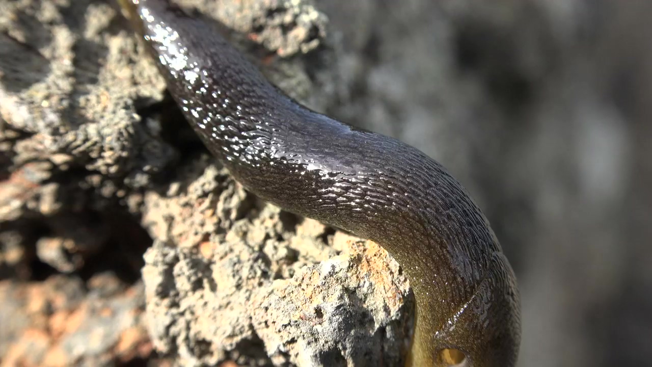 Slug crawling, animal, wildlife, and rock