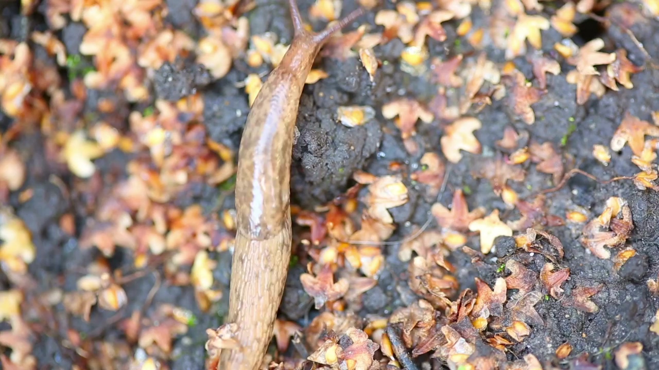 Slug crawling on the ground #animal #wildlife #leaves #ground