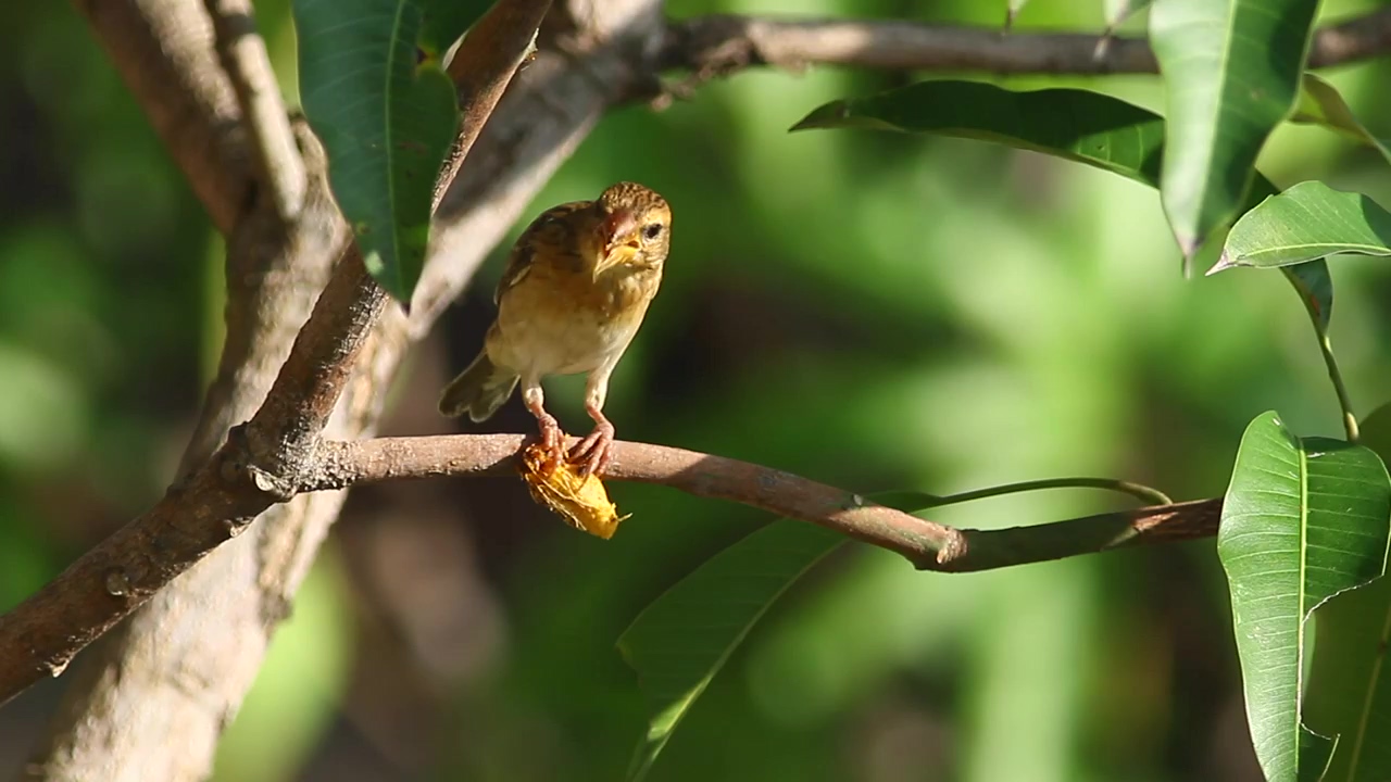 Small bird eating an insect, bird, eating, and insect