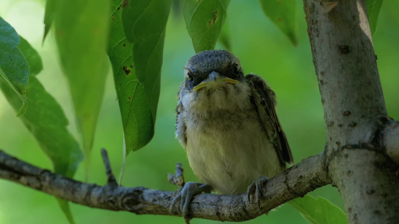 Small bird perched on a tree branch, animal, wildlife, bird, and wild