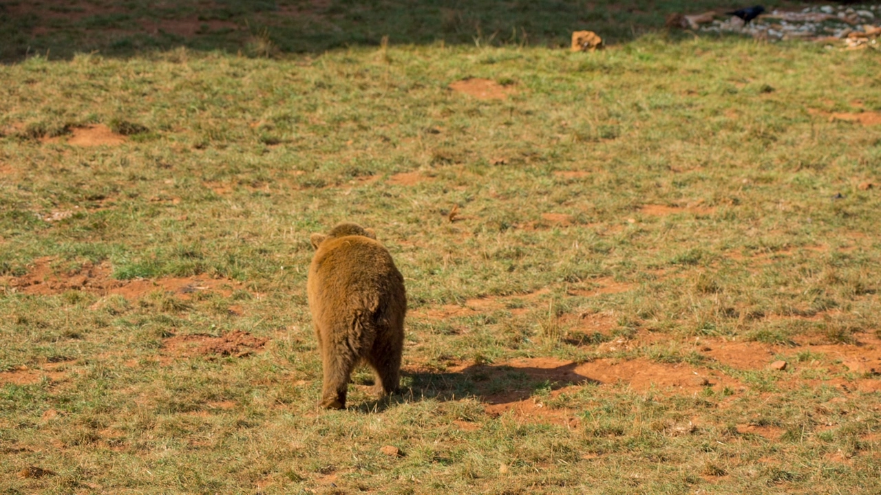 Small brown bear walking in an arid field on a sunny day