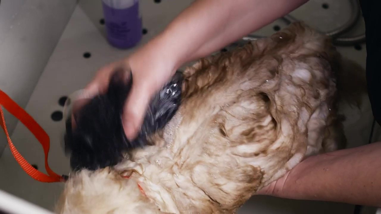 Small dog being washed in a sink at a dog groomer, dog, pet, animals, dogs, groom, pet brush, and dog grooming
