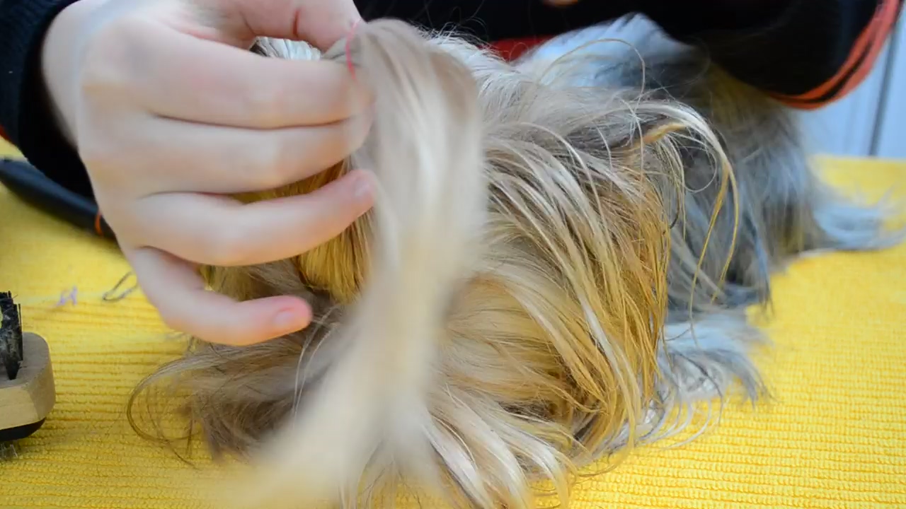 Small dog having a hair cut, dog, care, and pet
