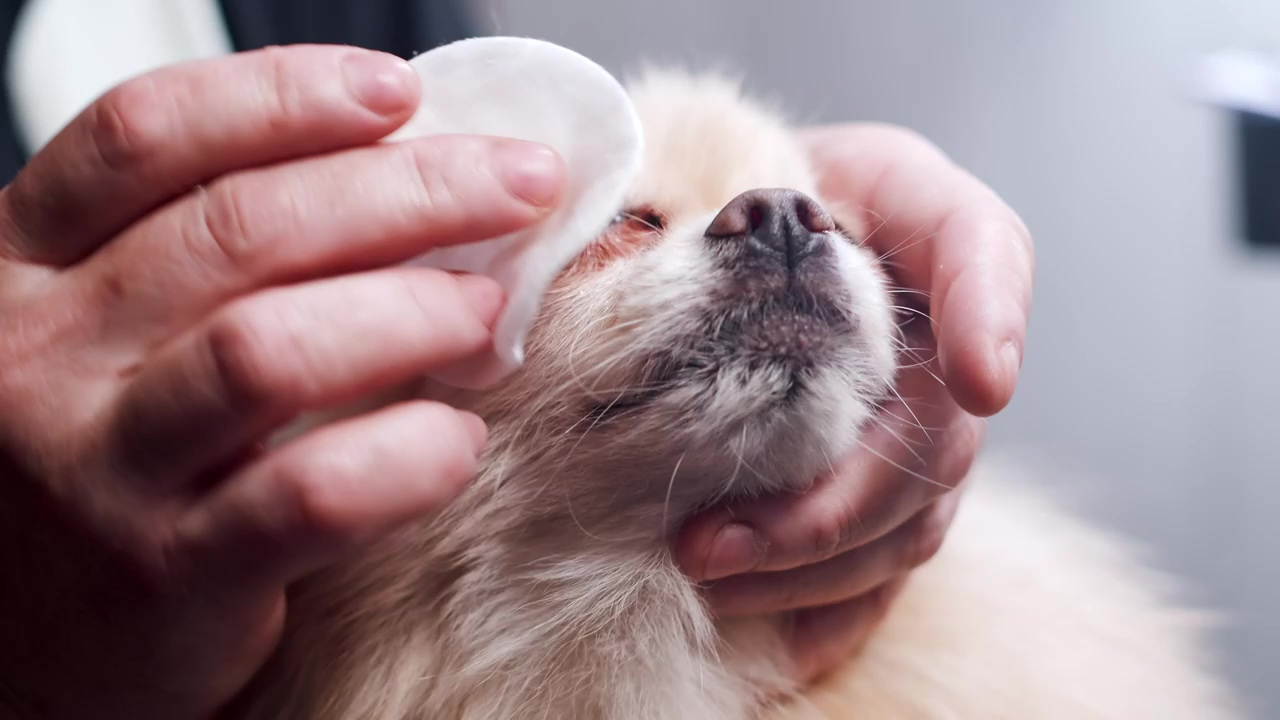 Small dog's eyes being cleaned gently by a groomer, pet, dogs, groom, and dog grooming