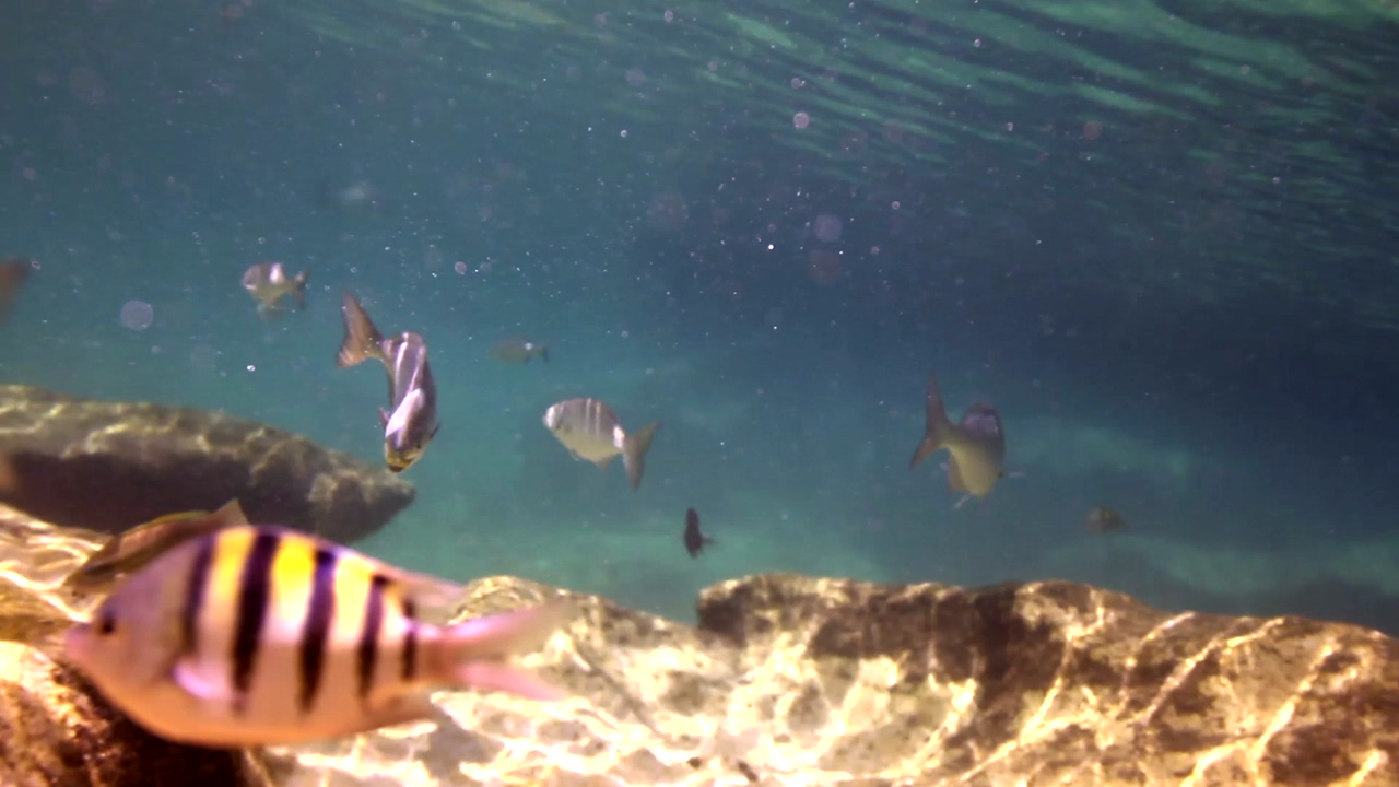 Small fish of various kinds swimming underwater near a rock at the base of the shot