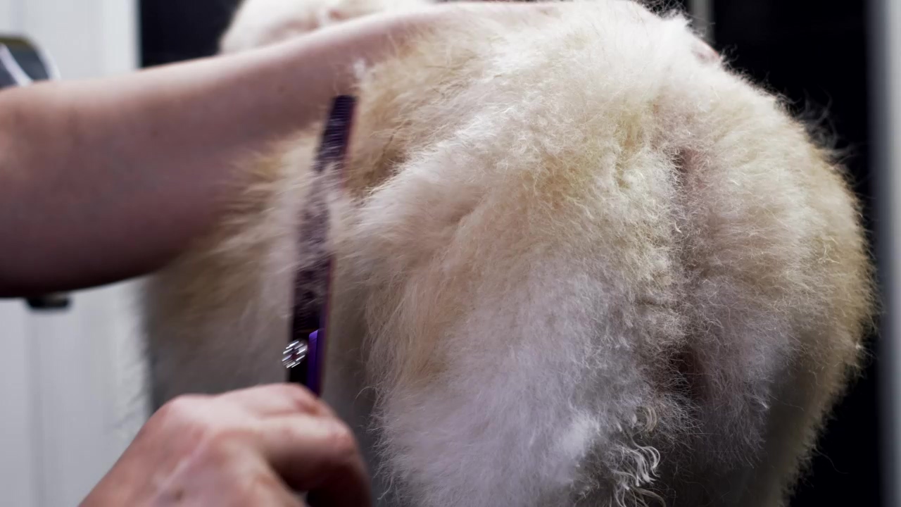 Small, fluffy dog being trimmed by a dog groomer, pet, dogs, groom, pet brush, and dog grooming