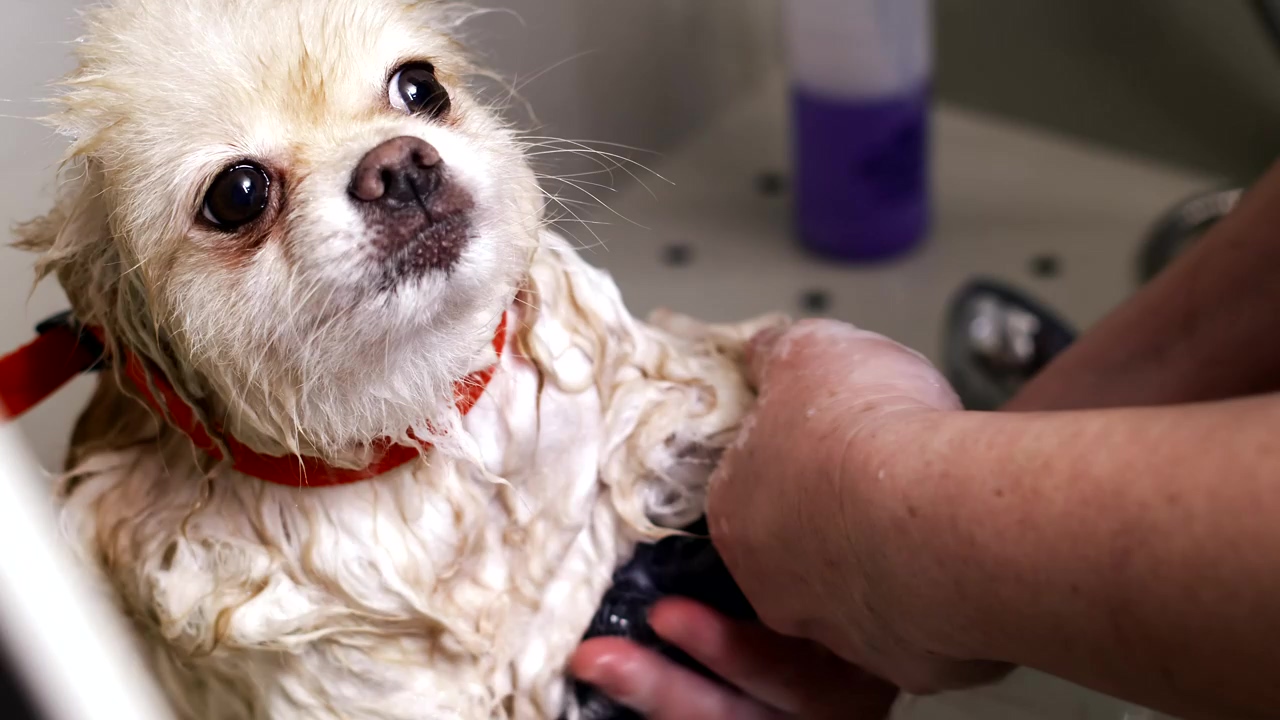 Small pomeranian being washed in a tub by a groomer, pet, dogs, groom, pet brush, and dog grooming