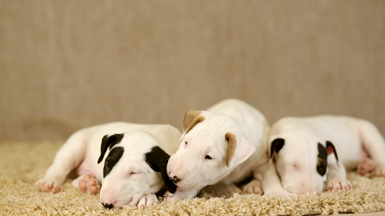 Small puppies of the bull terrier breed on a carpet, animal, dog, baby, pet, dogs, puppy, and pets