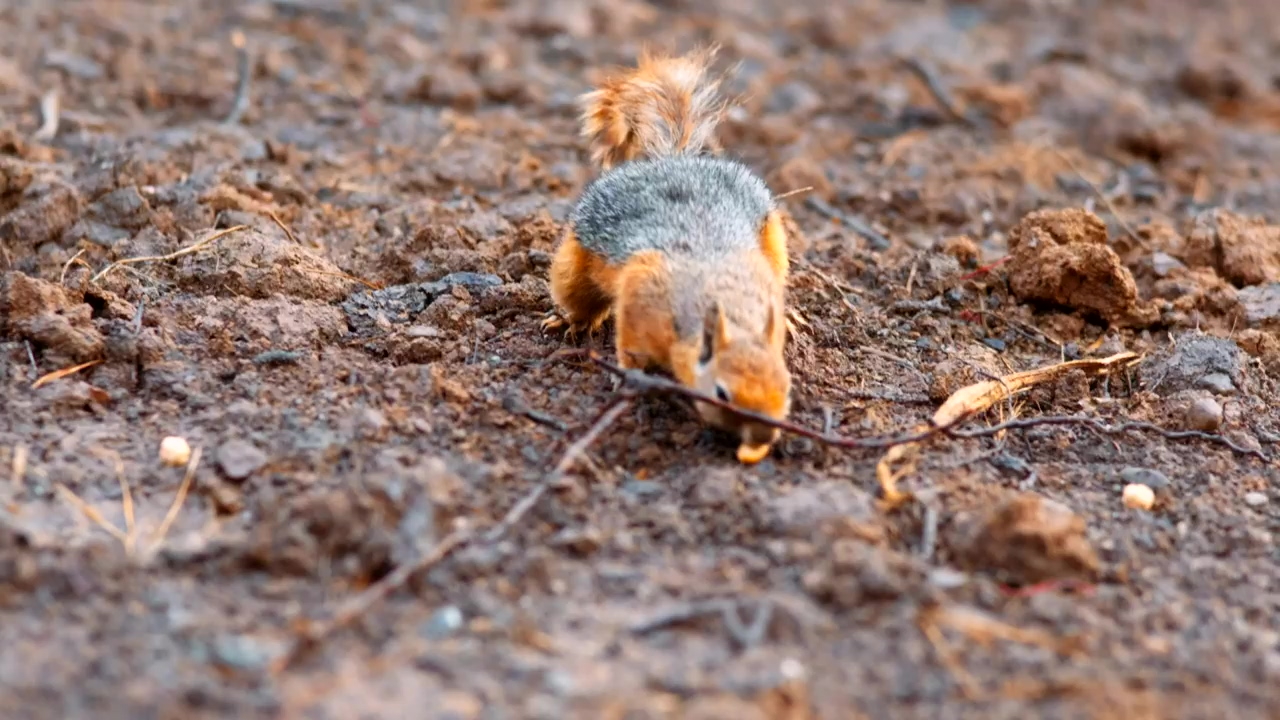 Small squirrel foraging in the forest, forest, animal, wildlife, wild animals, and squirrel