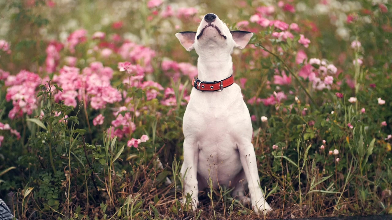 Small terrier sitting in a field of flowers, dog, dogs, and boston terrier