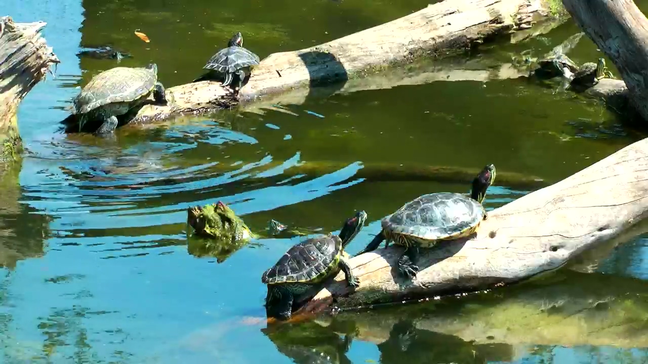 Small turtles basking in the sun, animal, wildlife, lake, wild, turtle, and small