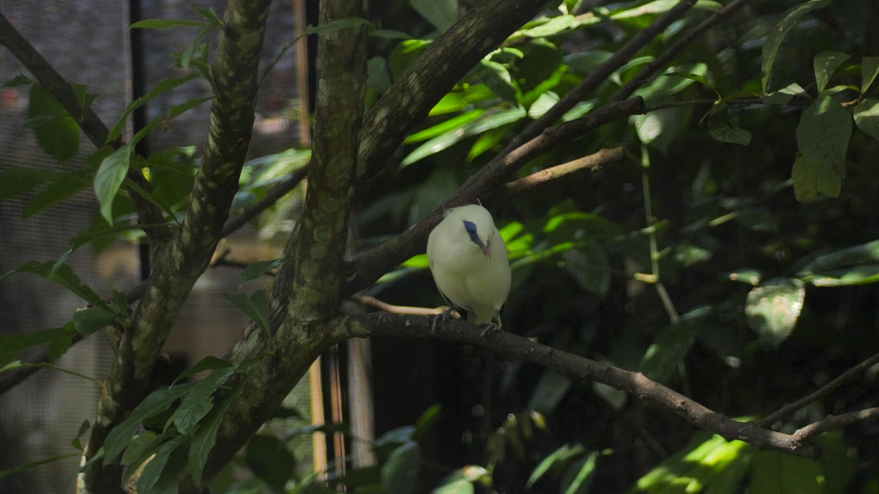 Small yellow bird perched on a tree branch, while looking around, inside a bird sanctuary on a sunny day