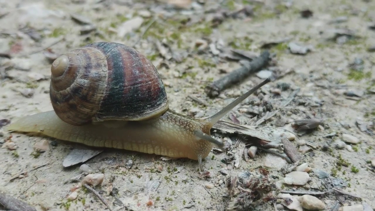 Snail crawling on the ground, wildlife, wild, and insect