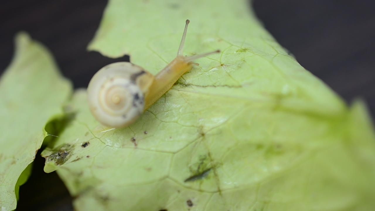 Snail heading over a fallen leaf #insect #leaves #leaf