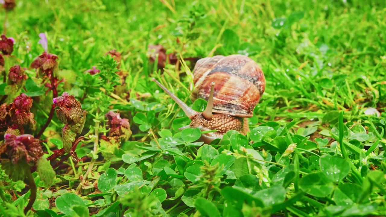 Snail in its shell moving slowly around a backyard, animal, garden, natural, gardening, shells, and snails