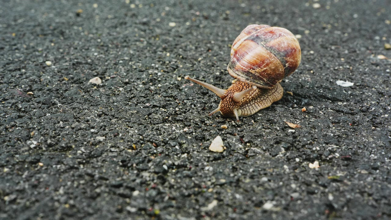 Snail in its shell on the pavement of a street, animal, insect, shells, and snails