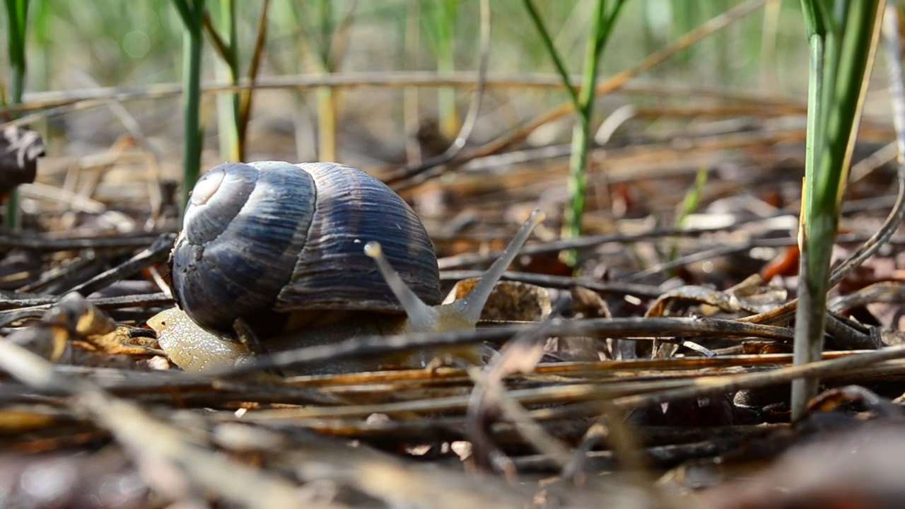 Snail moving through a garden #garden #insect #small #snails