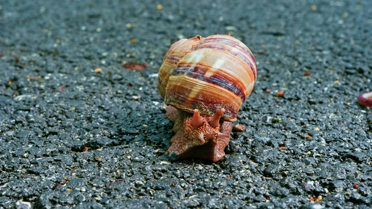 Snail on asphalt, road, insect, bugs, slow, shells, and snails