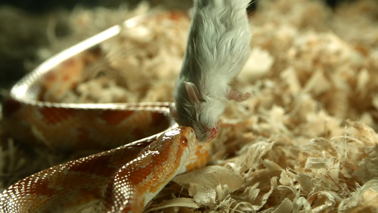Snake attacking a dead mouse, wildlife, eating, dangerous, reptile, snake, and rat