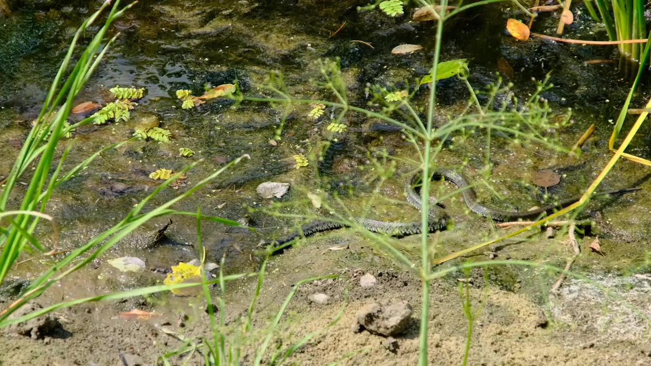 Snake crawls along the river, animal, wildlife, natural, snake, and african animals