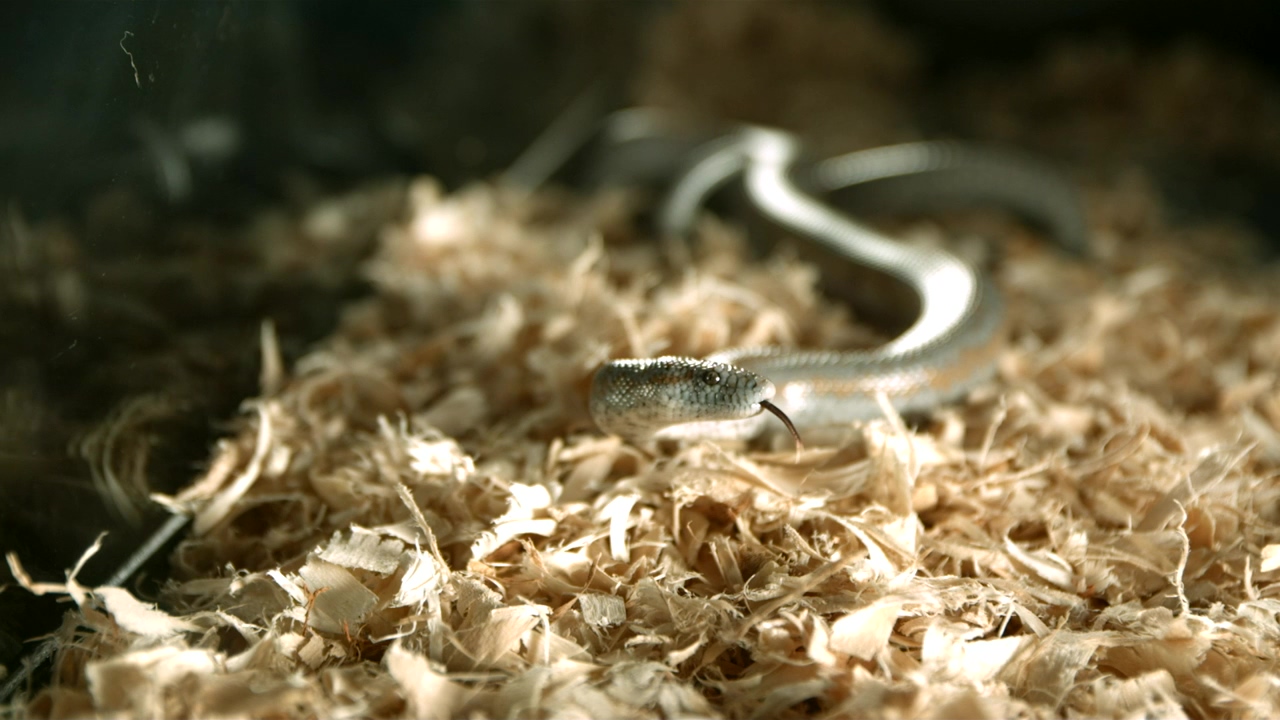 Snake moving in slow motion, animal, wildlife, reptile, and snake