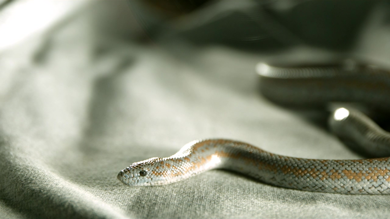 Snake over a fabric in slow-motion, animal, wildlife, reptile, danger, and snake