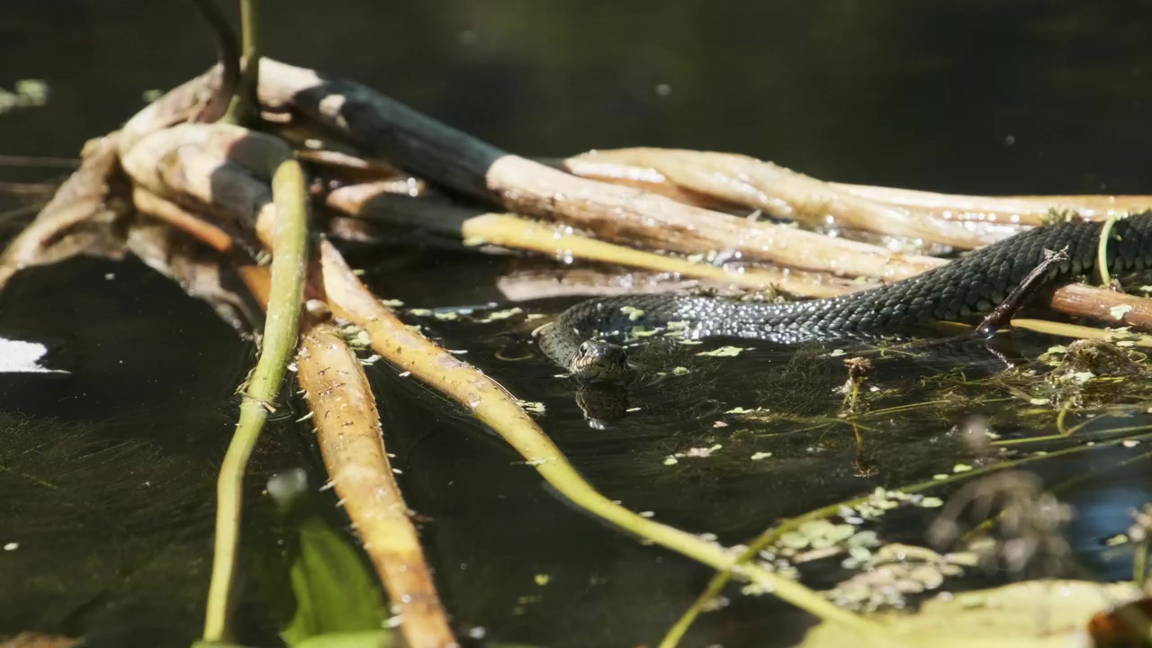 Snake swimming in a swamp, animal, wildlife, wild, reptile, and snake