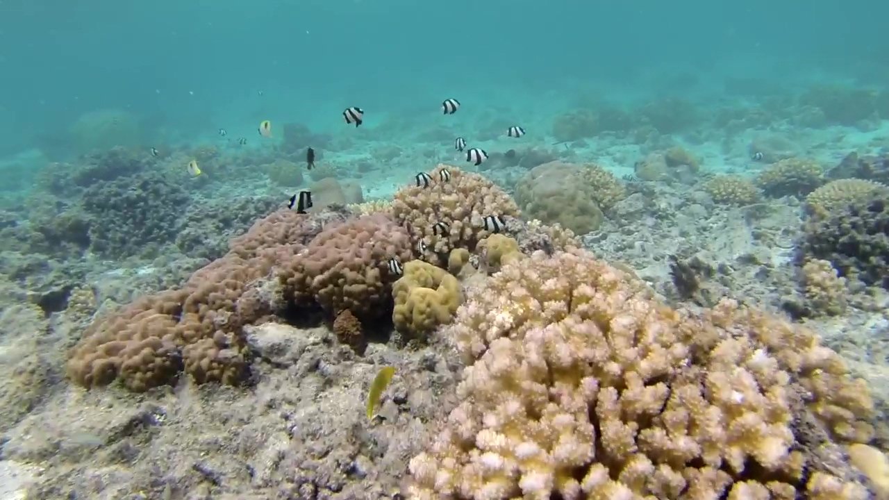 Snorkeling at the coral reef #ocean #vacation #adventure #tropical #coral #seabed #diving
