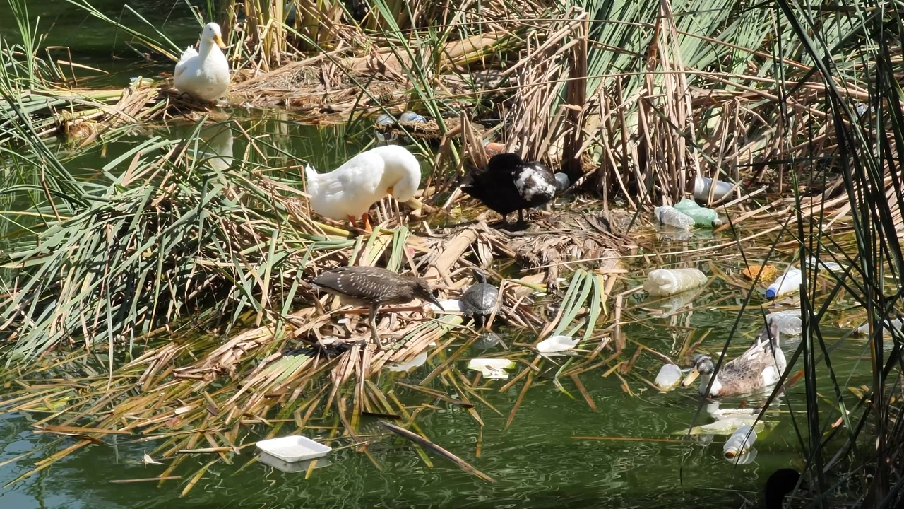 Some ducks in the grass around a river of dirty, trash-polluted water floating around it on a sunny day