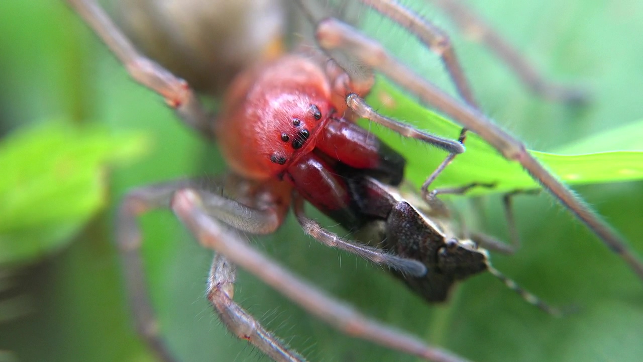 Spider eating an insect, animal, wildlife, insect, and spider