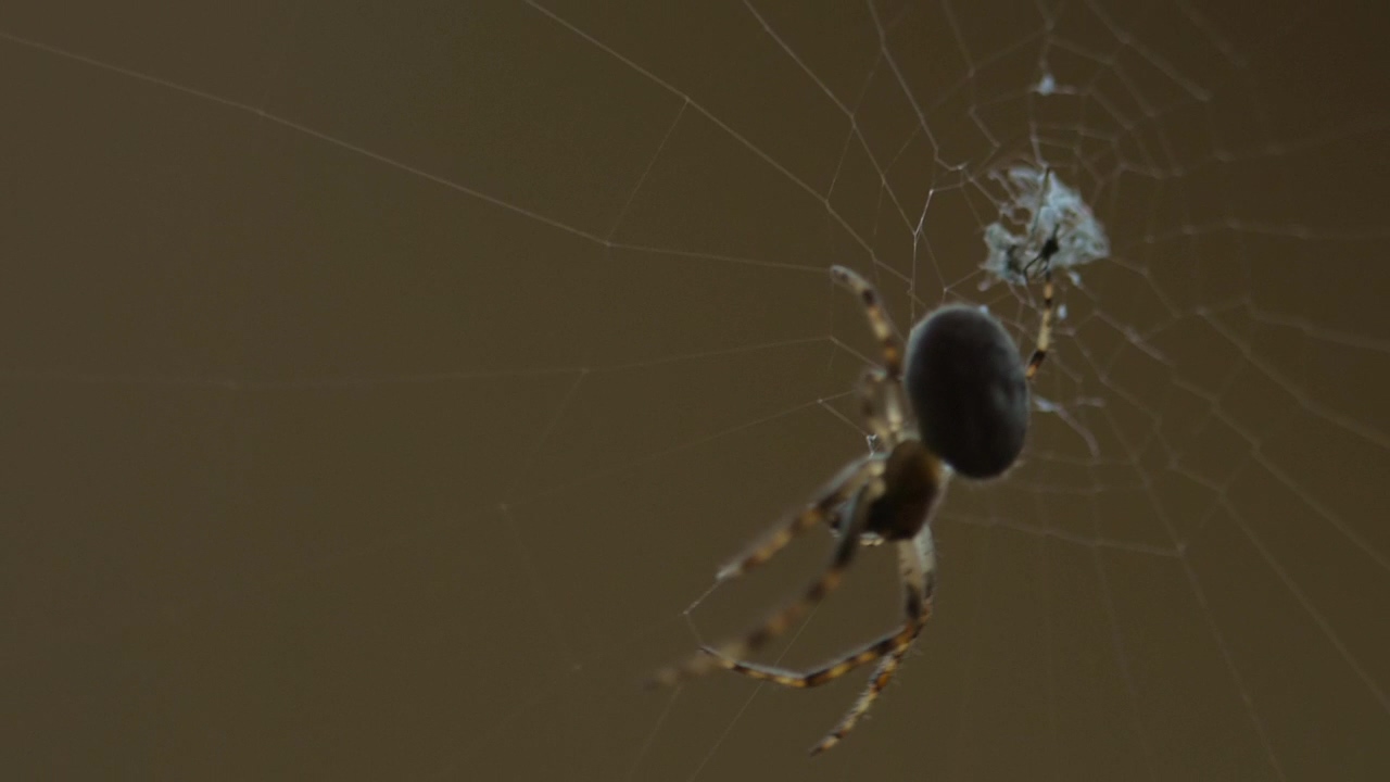 Spider moving in the web, animal, wildlife, and insect