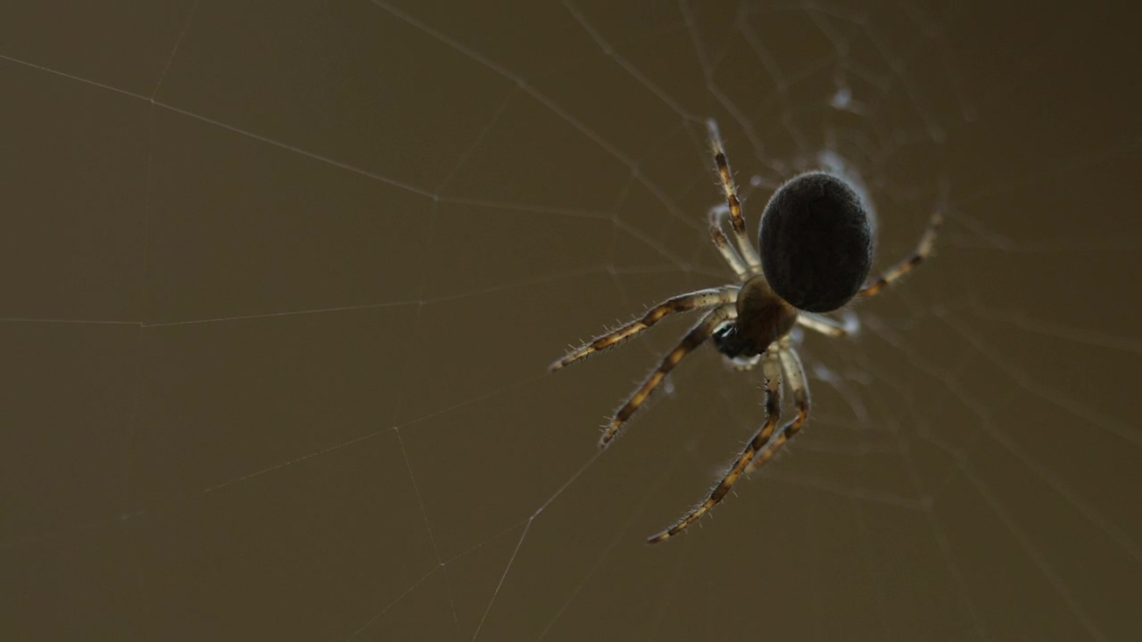 Spider standing on the web, wildlife, insect, web, and spider