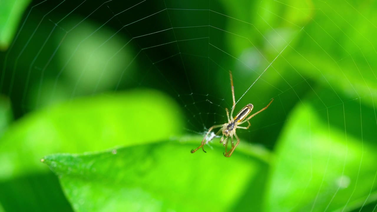 Spider walking on a web, nature, insect, and spider
