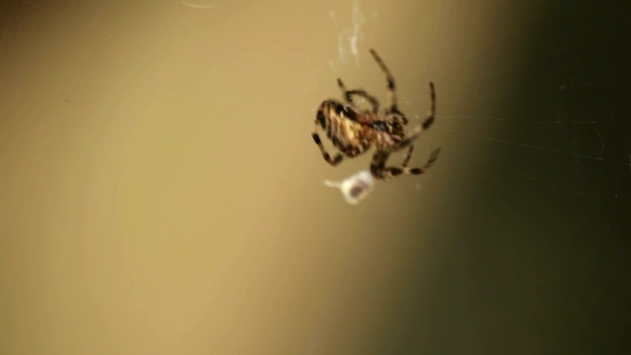 Spider walking on the web, wildlife, insect, web, and spider