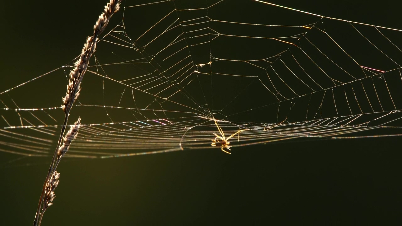 Spider web at back light, wildlife, insect, web, and spider