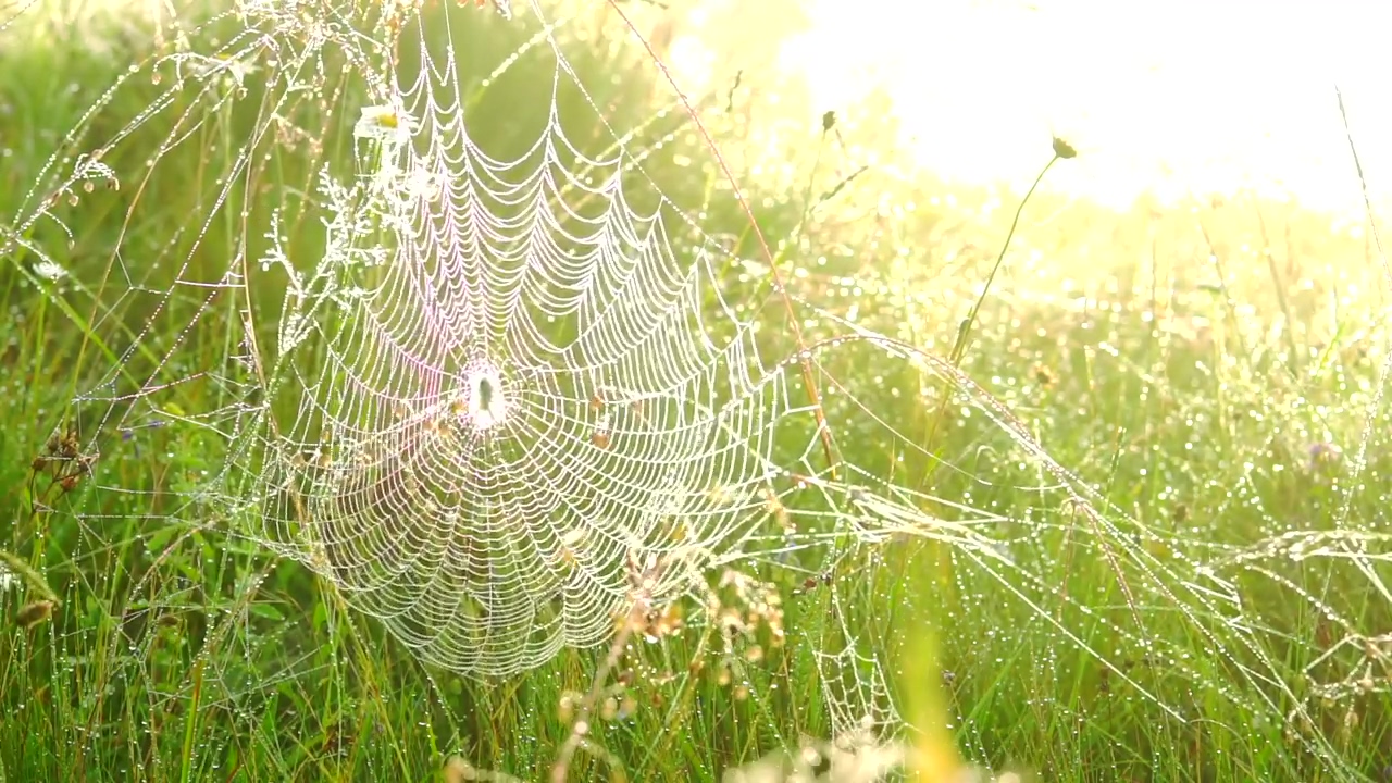 Spider web in the tall grass, grass, insect, morning, and spider