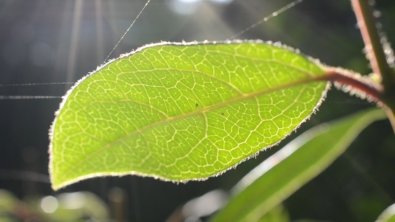 Spider webbing over leaves, leaves, web, and spider