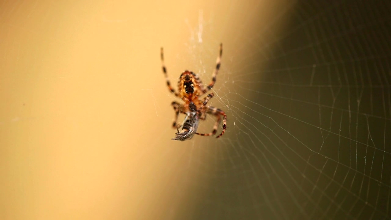 Spider with its prey, animal, wildlife, insect, and web