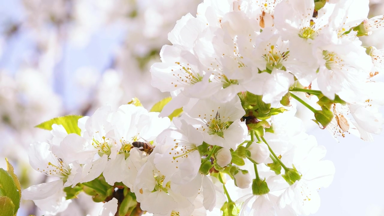 Spring blossom in the sun with a bee searching for pollen, nature, flower, garden, spring, bee, and cherry blossom