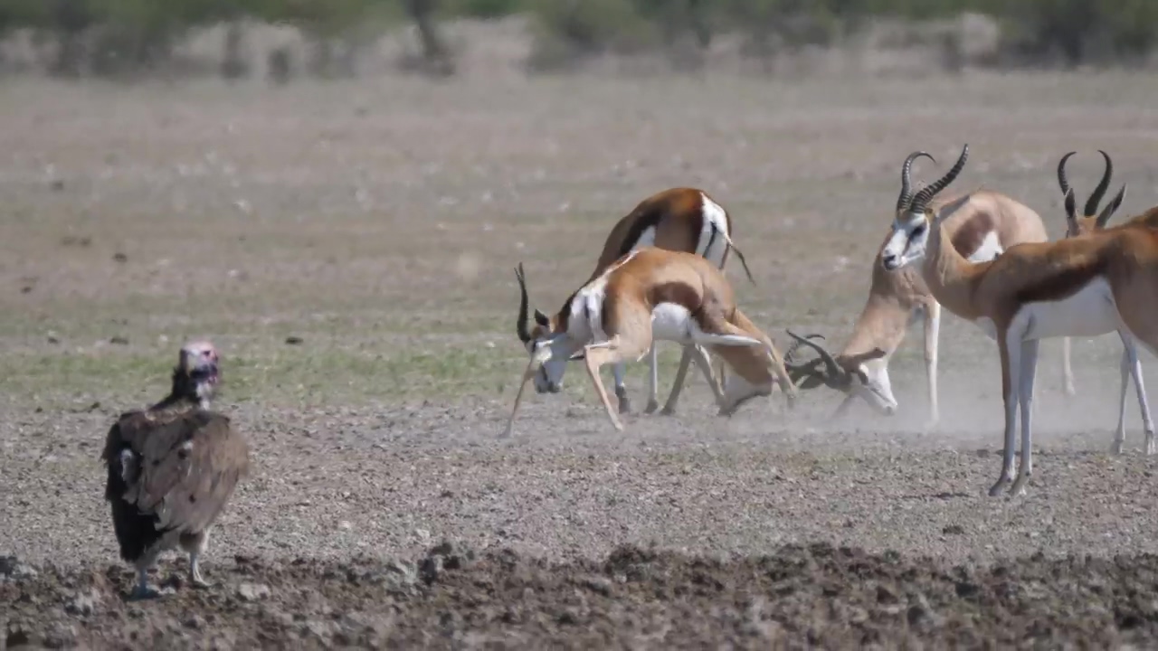 Springbok fighting with horns, animal, wildlife, africa, fighting, and deer