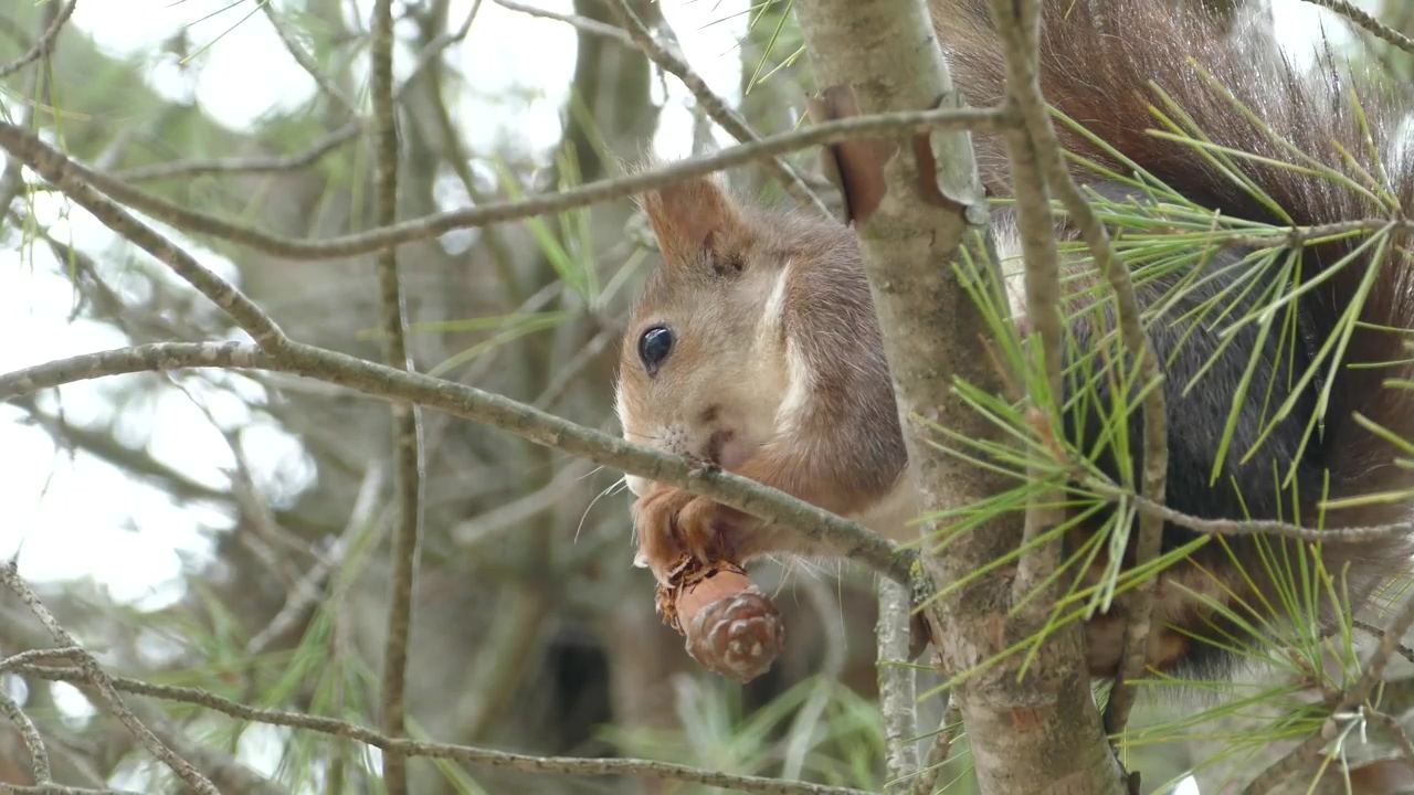 Squirrel eating in a tree, animal, wildlife, tree, wild, and squirrel
