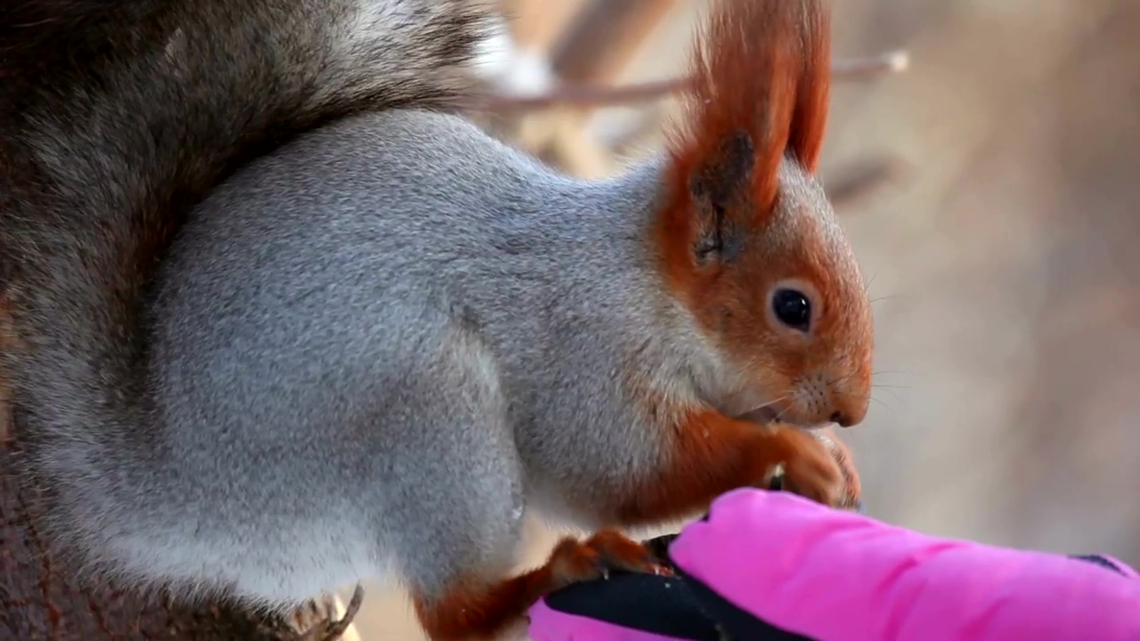 Squirrel eating on a hand with a pink glove, animal, wildlife, eating, and squirrel